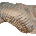 Gabajeva Greda, Mammuthus primigenius - dio donje čeljusti s kutnjakom, MGKc 11213